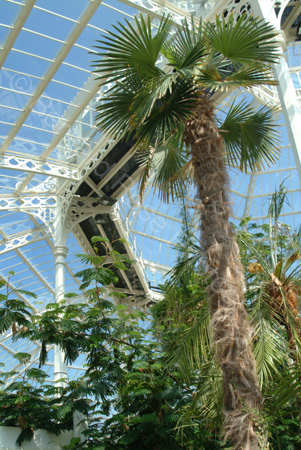 D517_palmhouse_02