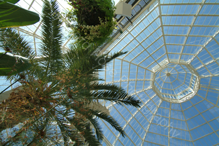 D517_palmhouse_03
