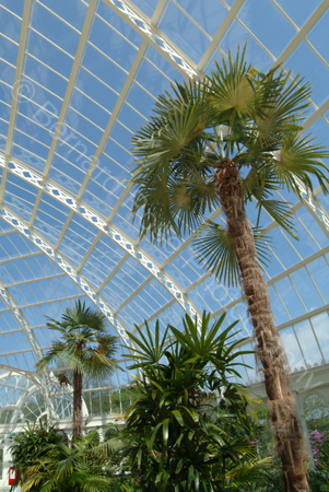 D517_palmhouse_04