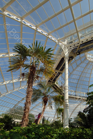 D517_palmhouse_06
