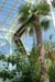 D517_palmhouse_02