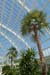 D517_palmhouse_04