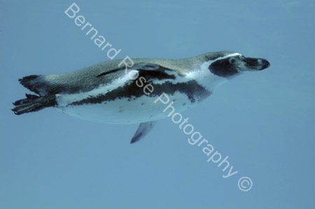 BRP113_19Penguin
