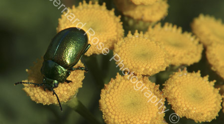BRP113_22TansyBeetle1