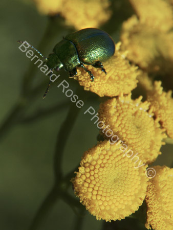 BRP113_23TansyBeetle2