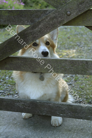 BRP113_26Corgi