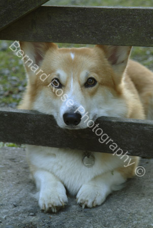 BRP113_27Corgi
