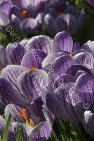 BRP113_40crocus