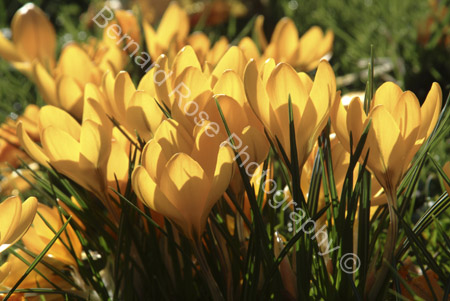 BRP113_41crocus