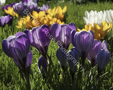 BRP113_42crocus