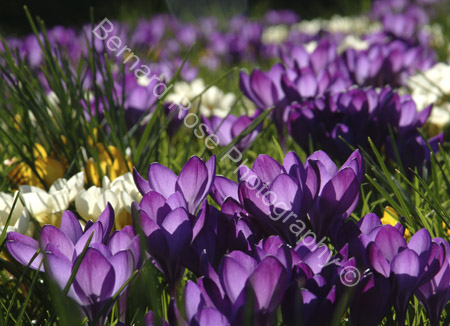 BRP113_43crocus