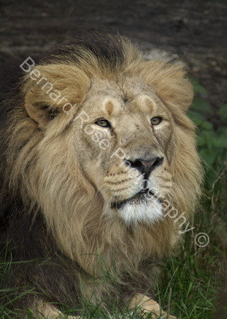 BRP128_17