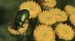 BRP113_22TansyBeetle1