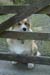 BRP113_26Corgi