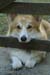 BRP113_27Corgi