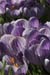 BRP113_40crocus