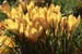 BRP113_41crocus