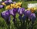 BRP113_42crocus