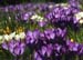 BRP113_43crocus
