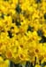 BRP121_30