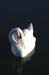 BRP_swan1